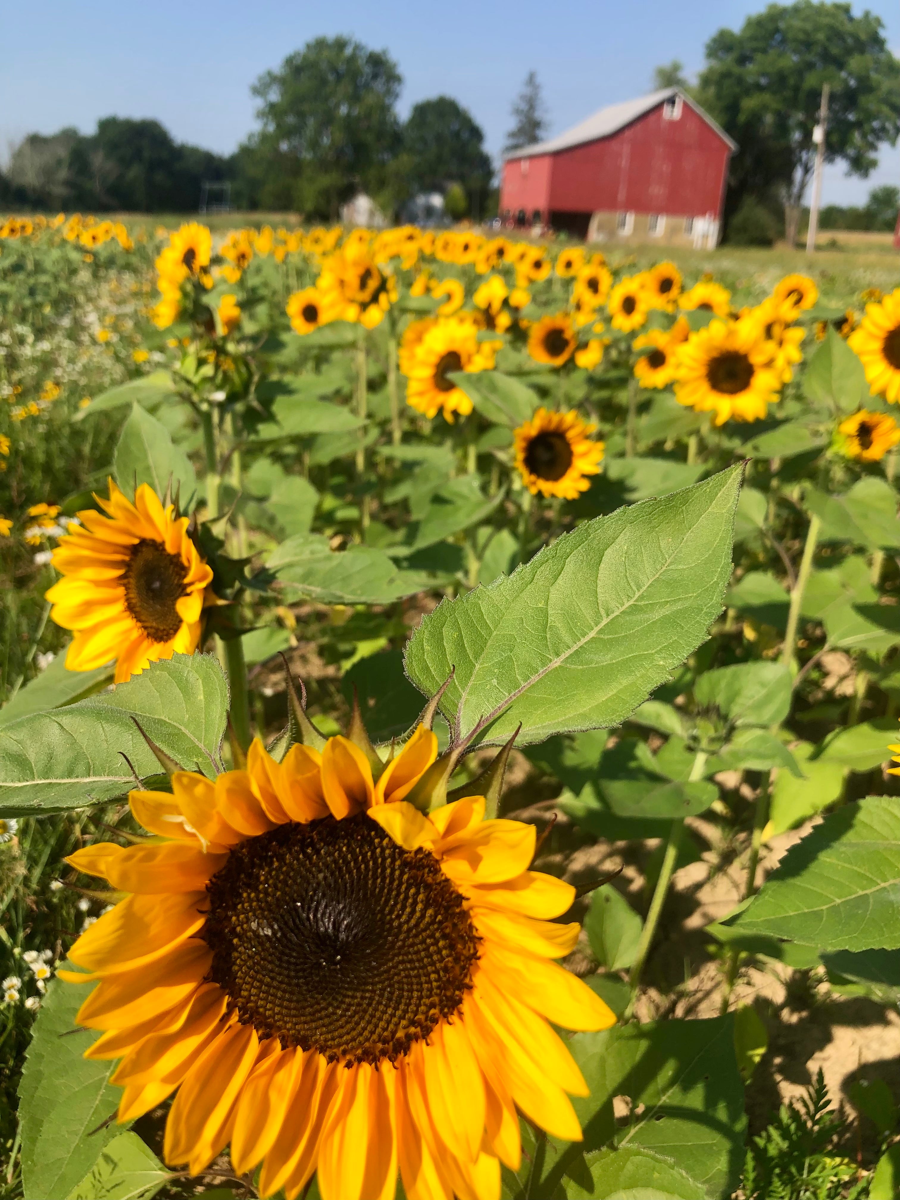 Pick Your Own Flowers! Pie Bird Farm